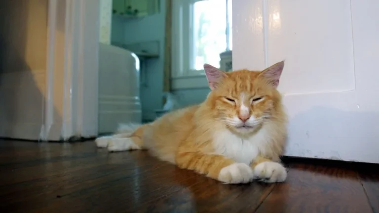 Les chats aux cheveux les plus longs du monde