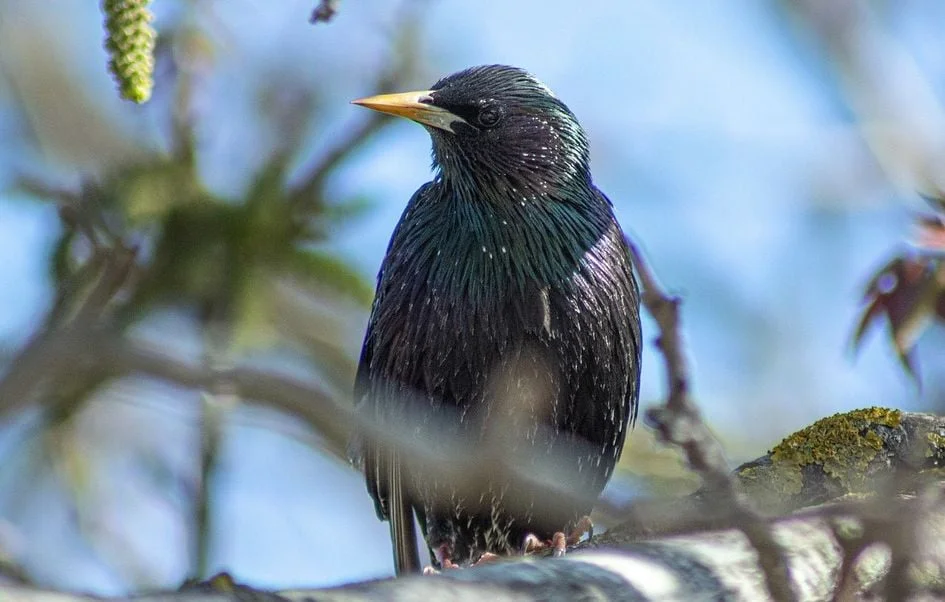 Les oiseaux chantent 50 minutes de plus à cause de la pollution