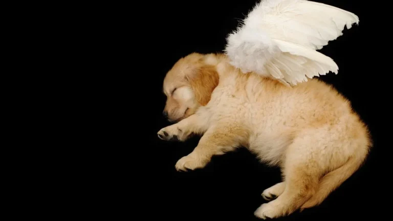 Les races de chiens avec la durée de vie la plus courte