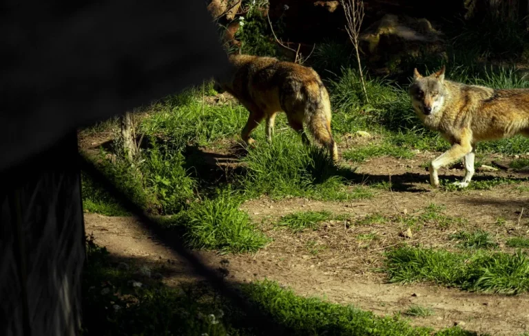 Loup Abattu en Aveyron Après Attaques de Moutons