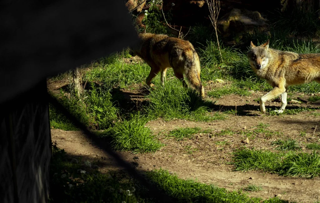 Loup Abattu en Aveyron Après Attaques de Moutons