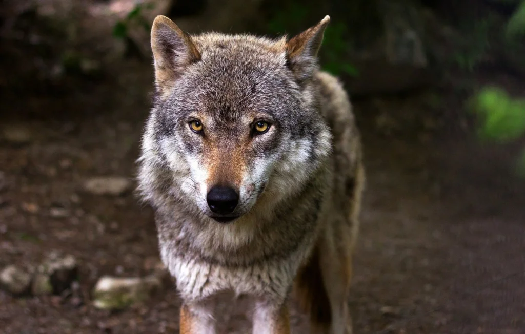 Loup attaque un troupeau en Savoie devant des randonneurs