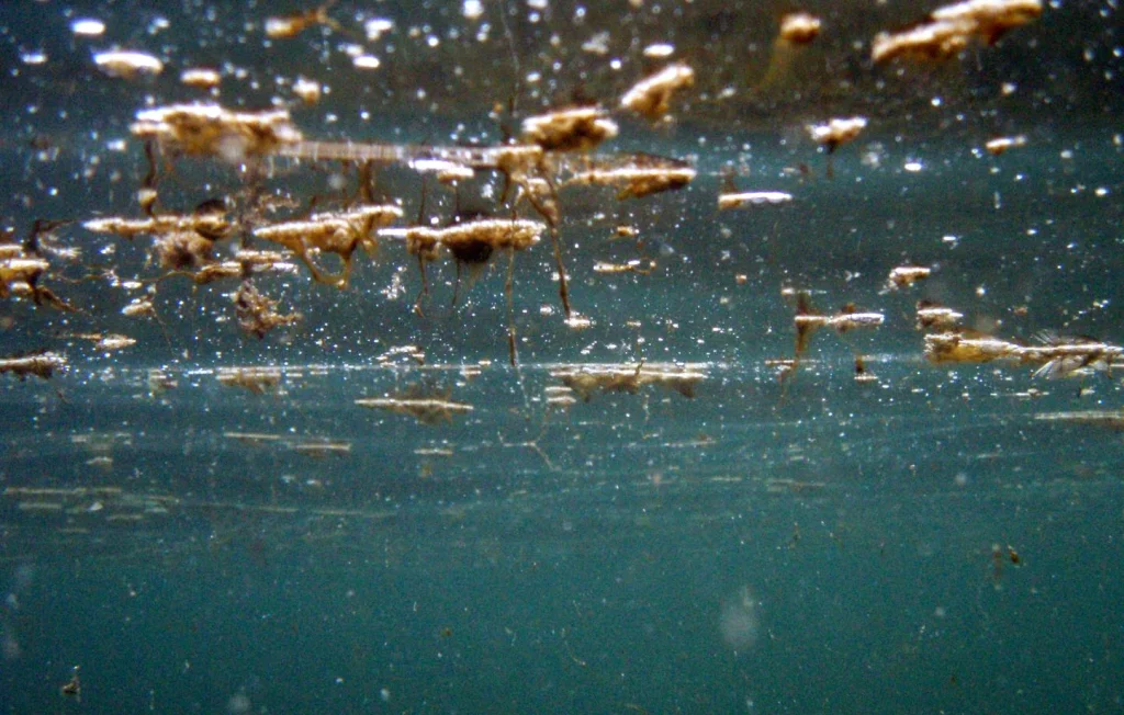 Micro-algue toxique : l'été maudit des touristes au Pays basque