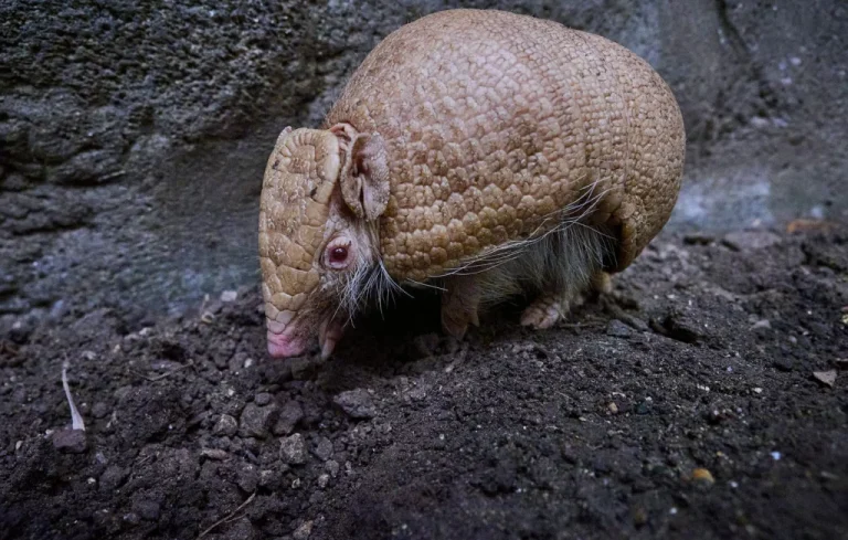 Naissance exceptionnelle d&rsquo;un tatou albinos au zoo de Beauval
