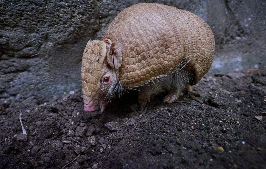 Naissance exceptionnelle d'un tatou albinos au zoo de Beauval