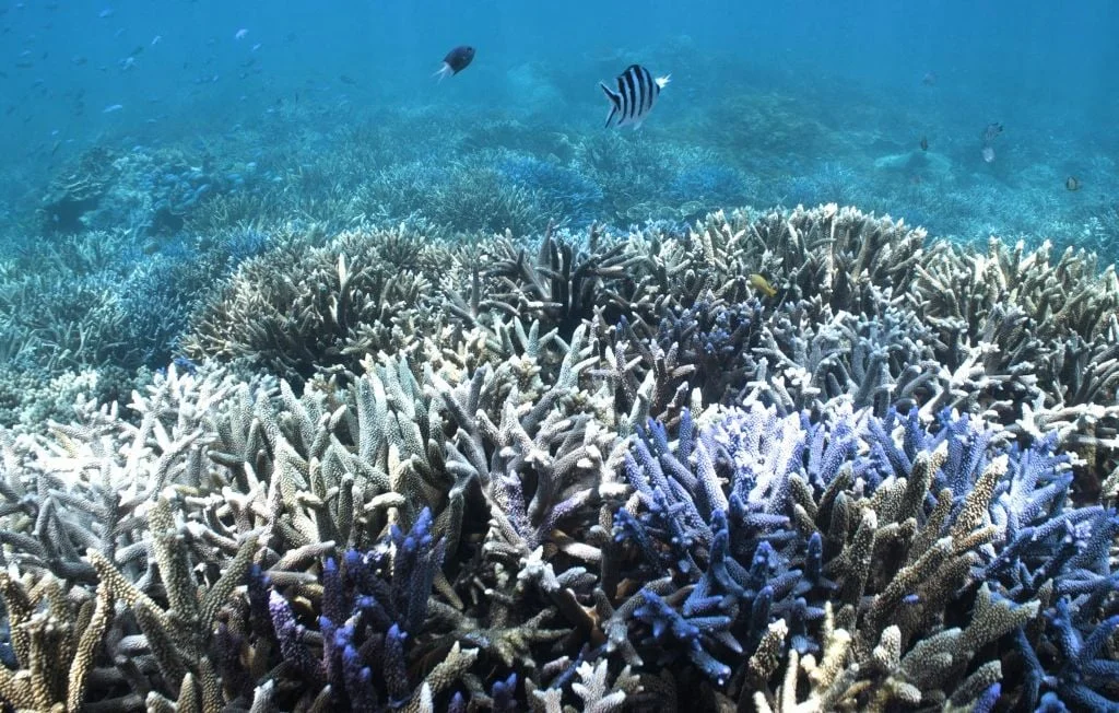 Record de blanchissement de la Grande Barrière de corail en Australie