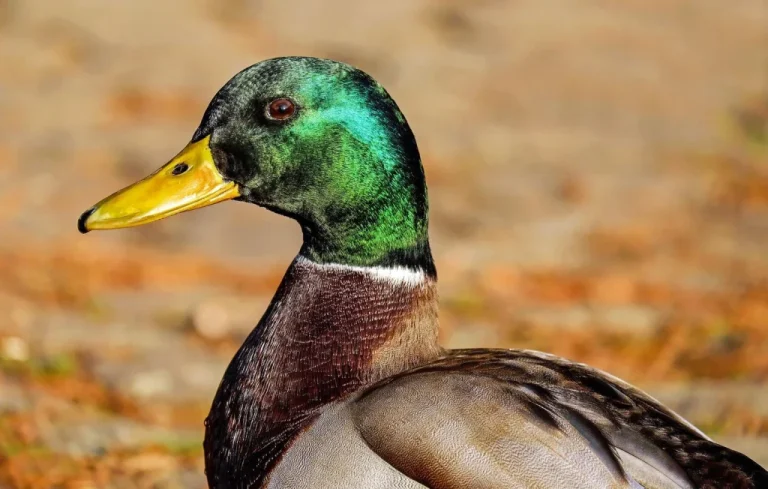 Sauvetage d&rsquo;un canard blessé par une flèche en Meurthe-et-Moselle