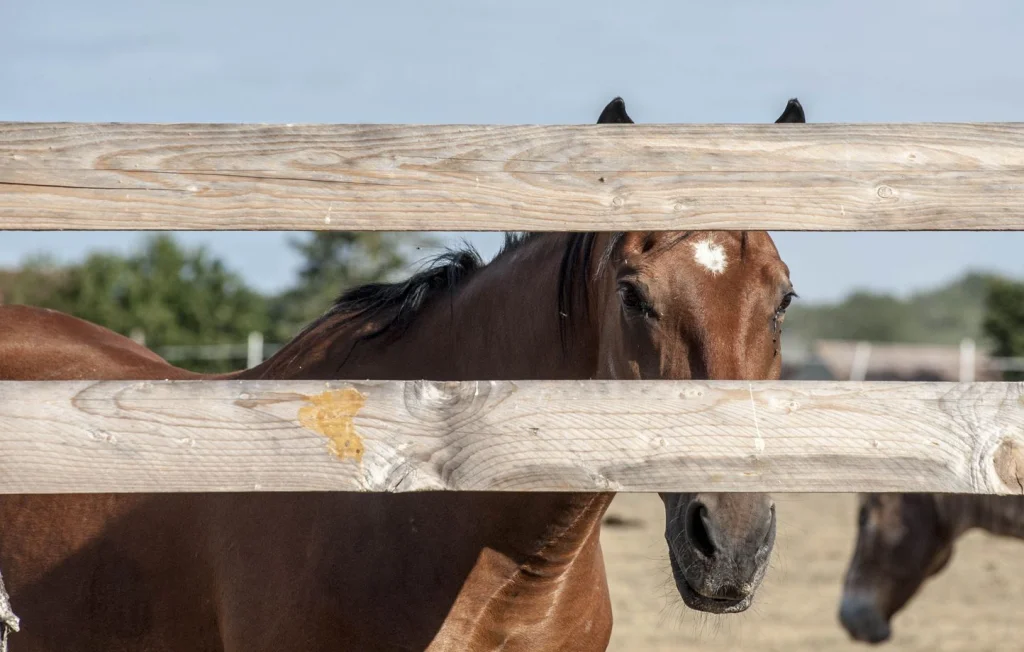 Trois chevaux mutilés en Normandie : enquête ouverte sur cruauté
