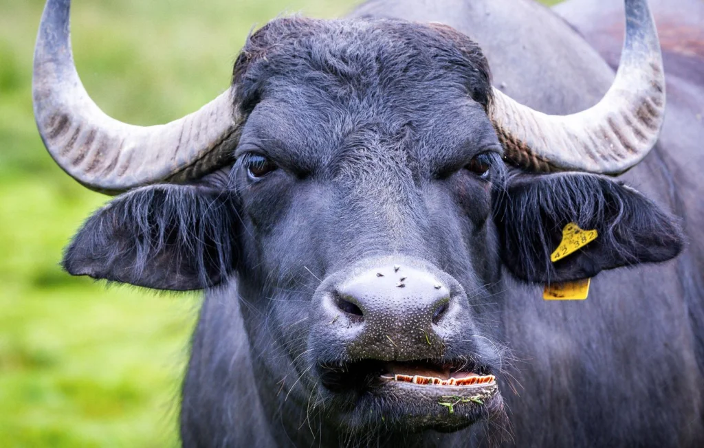 Un chasseur américain tué par un buffle en Afrique du Sud