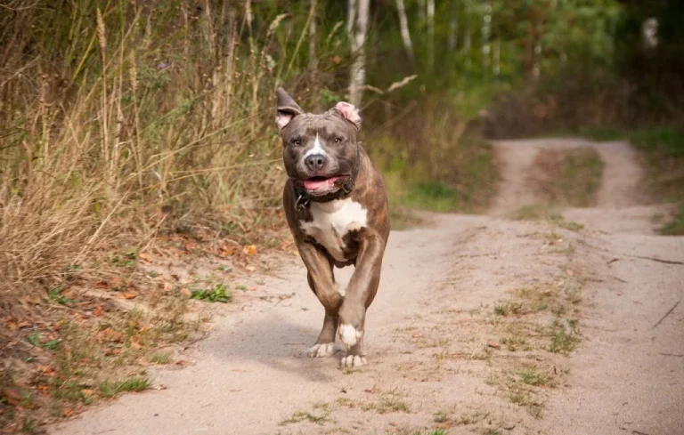 Un chien sauve ses maîtres inconscients à Pittsburgh