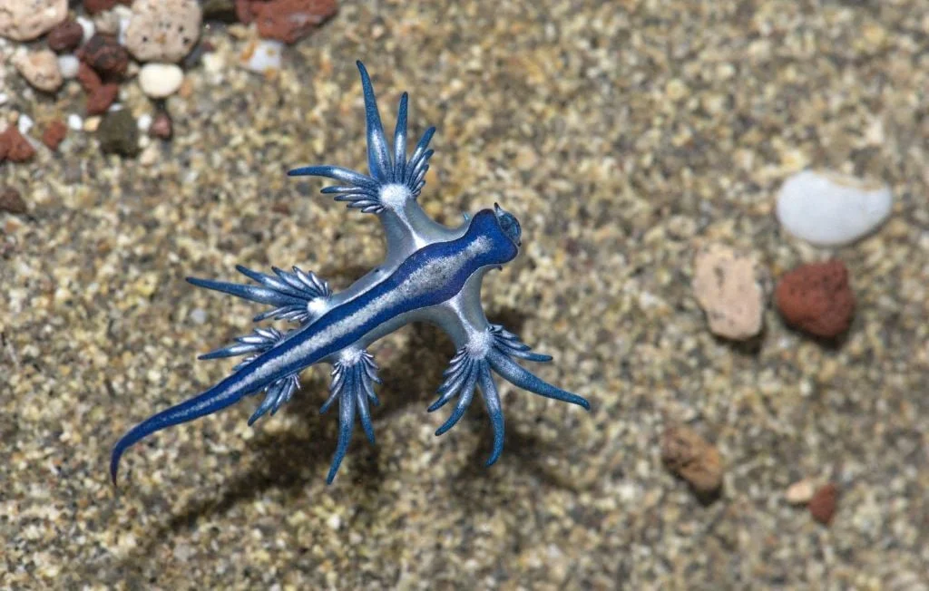 Un dragon bleu menace les plages espagnoles : quelles précautions ?