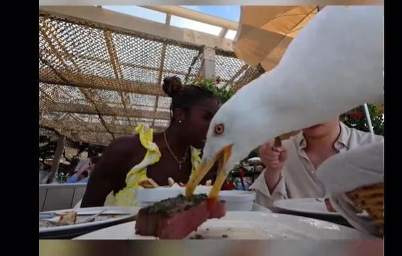 Un gabian vole un steak de 86€ à des touristes à Cannes