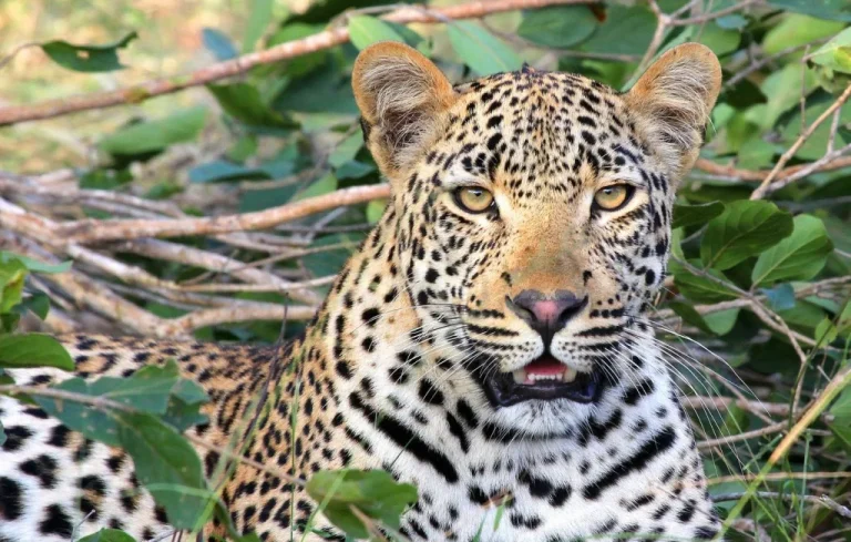 Un garçon blessé par un léopard lors d&rsquo;un safari en Inde