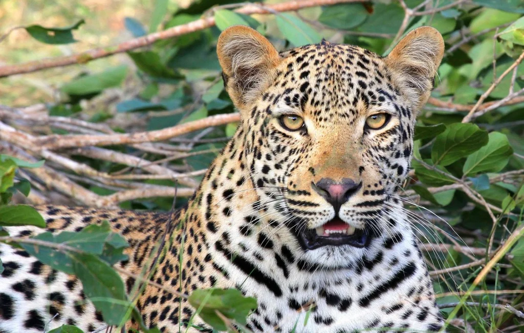 Un garçon blessé par un léopard lors d'un safari en Inde