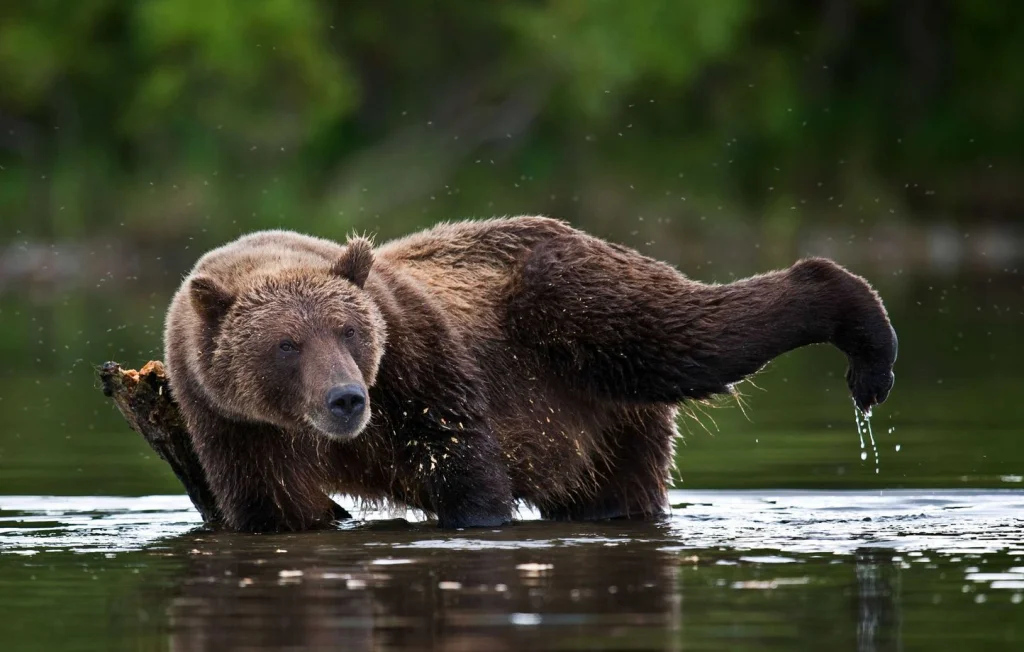 Un grizzli charge la mascotte d'une équipe de hockey aux USA