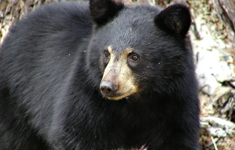Un homme blessé lors d&rsquo;une attaque d&rsquo;ours à Anchorage, Alaska