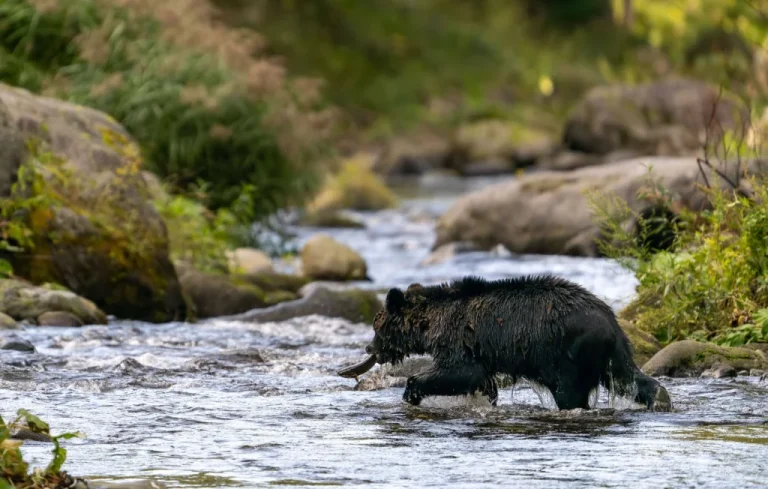 Un ours brun tue un randonneur sur l&rsquo;île d&rsquo;Hokkaido au Japon