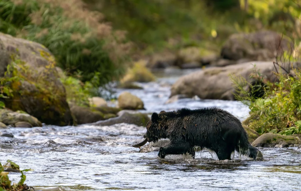 Un ours brun tue un randonneur sur l'île d'Hokkaido au Japon