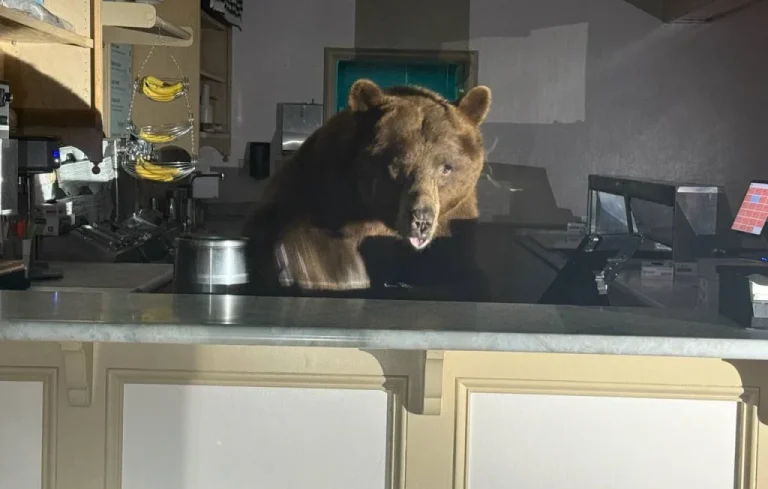 Un ours s&rsquo;invite chez un glacier en Californie et dévore des glaces