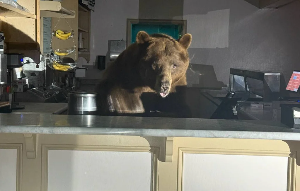 Un ours s'invite chez un glacier en Californie et dévore des glaces