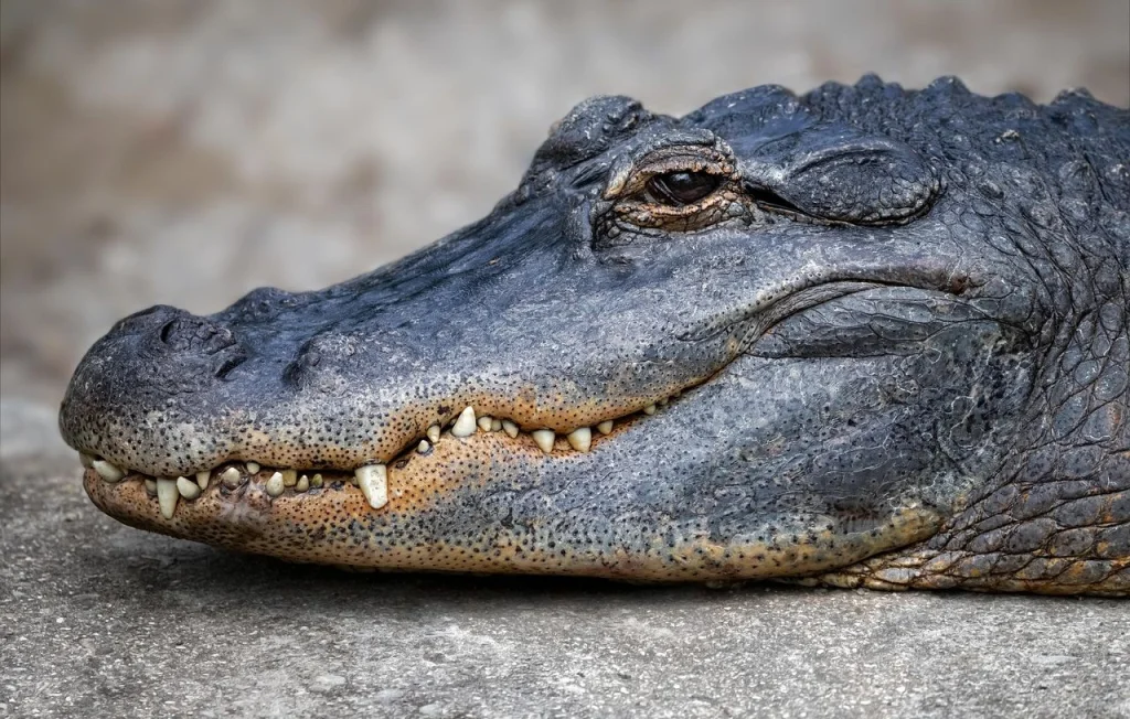 Un policier de Floride sauve un alligator d'une piscine à mains nues