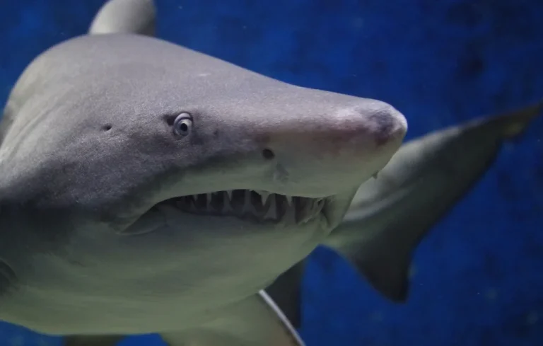 Un requin de 5 mètres attaque un surfeur en Australie