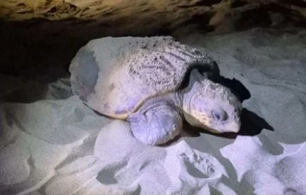 Une tortue marine Caouanne pond sur une plage de Narbonne