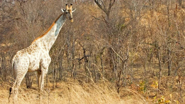 Une tragédie pour les girafes blanches au Kenya