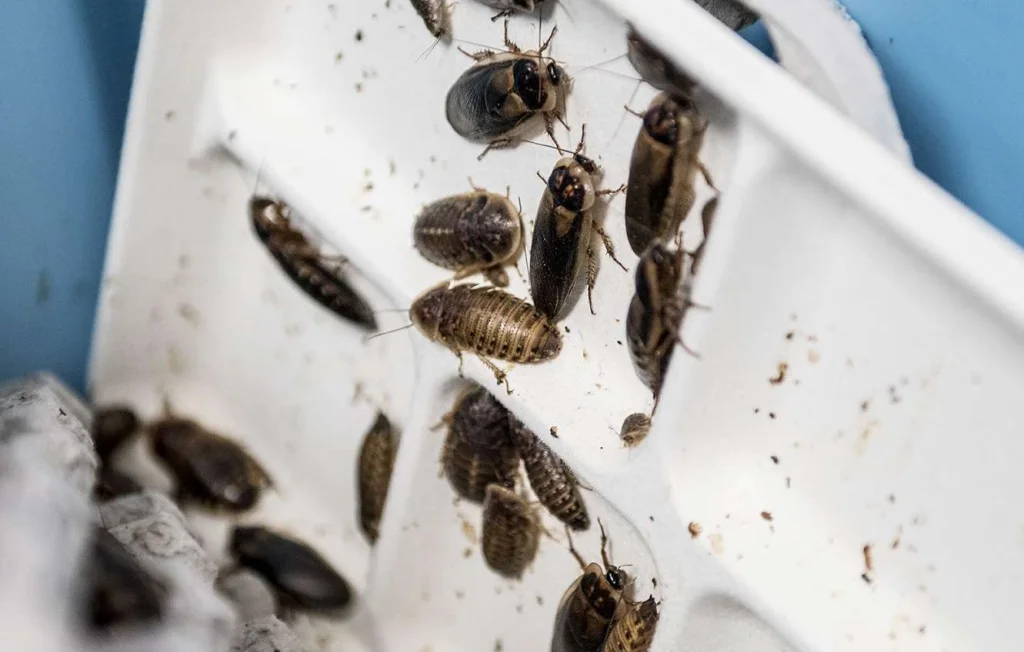 Val-d'Oise : fermeture d'une boucherie infestée de blattes