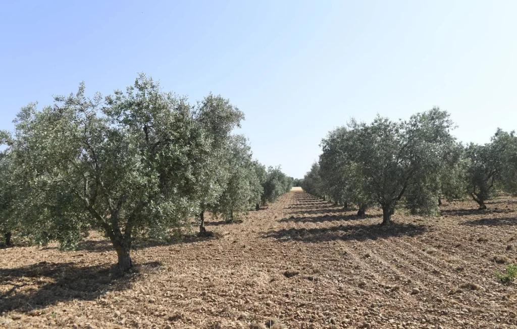 Vandalisme choc : 722 oliviers arrachés en Normandie