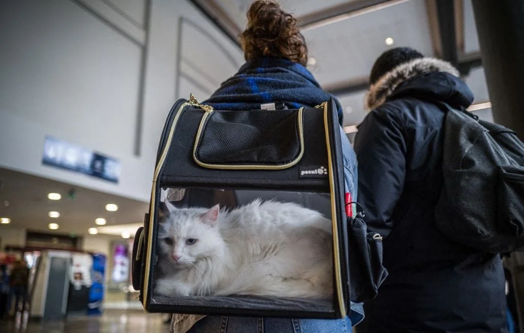 Verbalisation d'une voyageuse à cause des miaulements de son chat