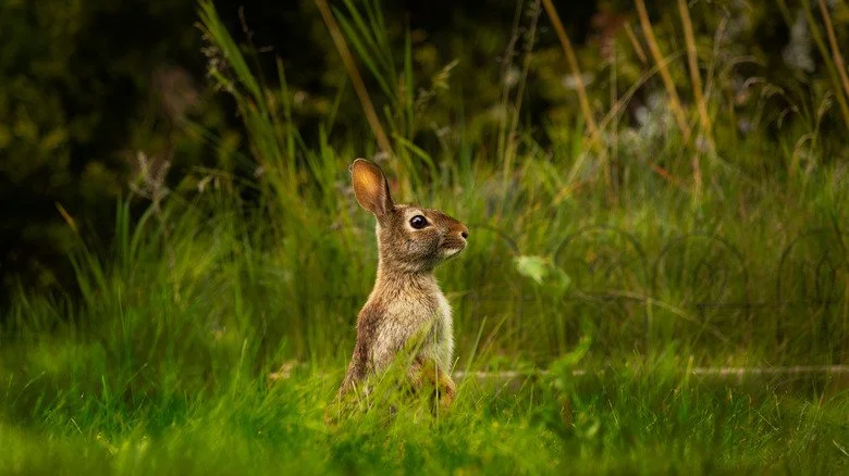 Lapin debout dans une herbe haute