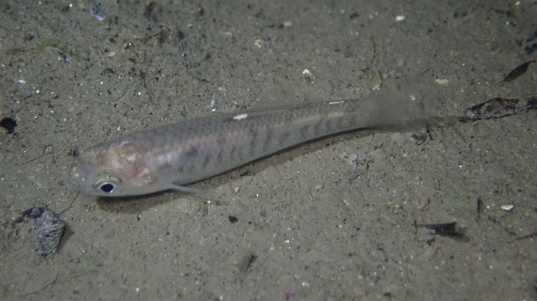 Gros plan d'un killifish de Californie dans l'eau