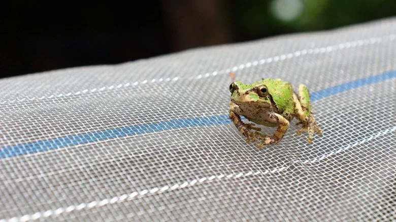 Gros plan d'une rainette japonaise verte assise sur un filet.