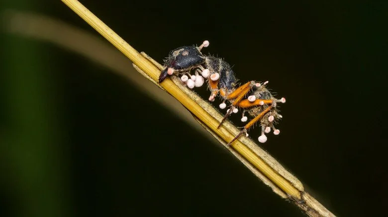 Fourmi sur une tige avec fructifications d'Ophiocordyceps