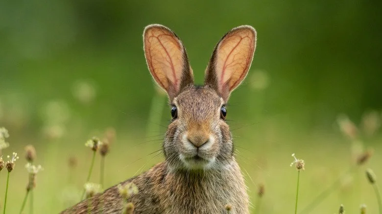 Lapin queue-de-coton dans la nature, face à l'appareil photo