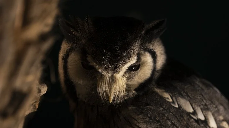 Hibou perché dans un arbre la nuit