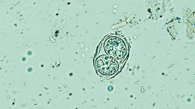 Toxoplasma gondii oocyst under the microscope, isolated.