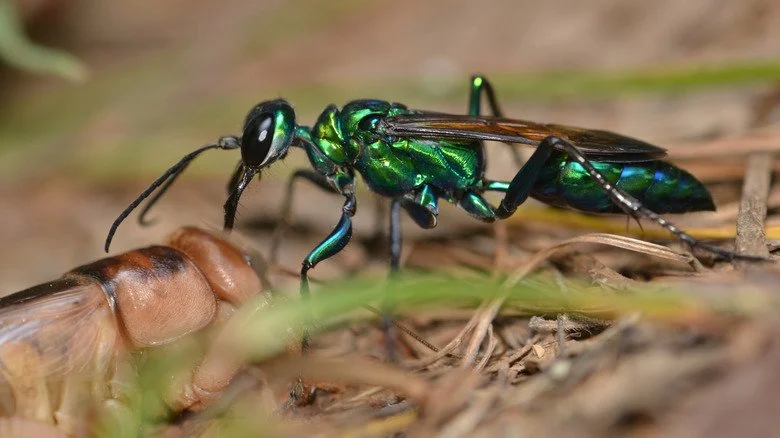 Guêpe bijou émeraude sur un cafard.