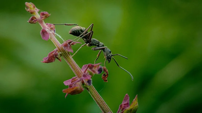 Fourmi charpentière grimpant le long d'une tige de plante