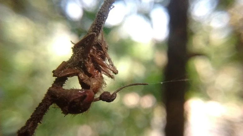 Restes d'une fourmi accrochée à une tige, avec un corps fructifère de cordyceps émergent.