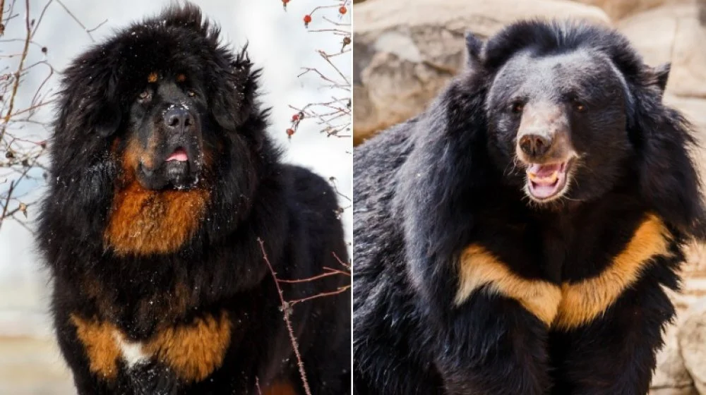 Mastiff tibétain et ours noir d'Asie en comparaison