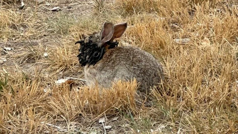 Gros plan sur un lapin présentant des excroissances cutanées faciales