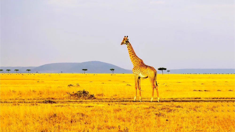 Girafe blanche restante