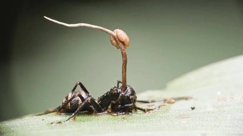 Fourmi sur une feuille avec un corps fructifère de cordyceps émergeant de l'exosquelette