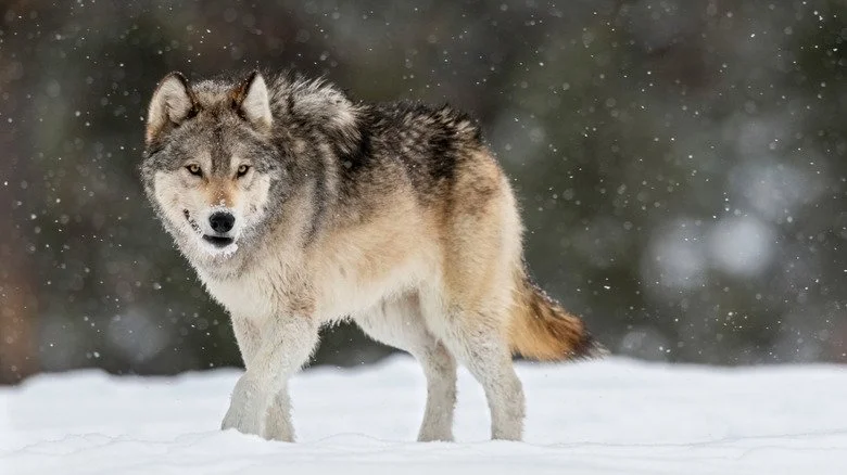 Loup seul dans la neige, Yellowstone National Park