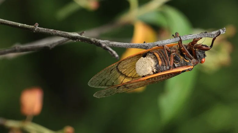 Cigale avec des spores de Massospora cicadina à la place de l'abdomen
