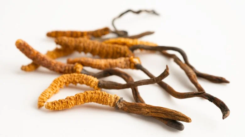 Champignon Ophiocordyceps sinensis sur fond blanc