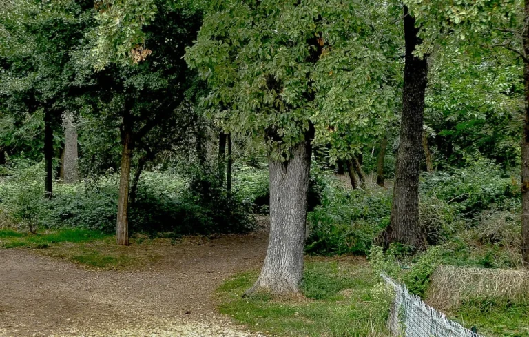Agression au bois de Boulogne : deux journalistes interviennent