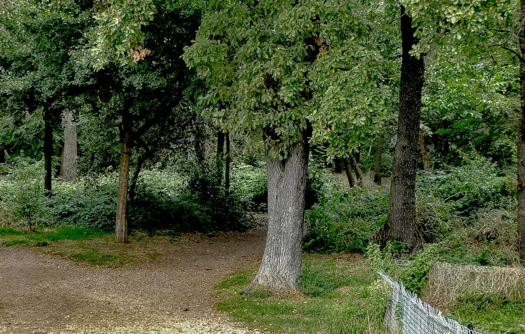 Agression au bois de Boulogne : deux journalistes interviennent